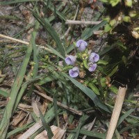 Hygrophila balsamica (L.f.) Raf.